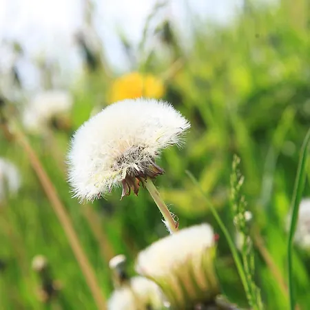 10 Person In Haderslev-by Traum * Diernæs